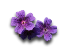 Image Slider 3
