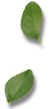 Image Slider 4